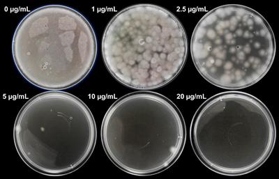 Genetic Transformation of the Filamentous Fungus Pseudogymnoascus verrucosus of Antarctic Origin